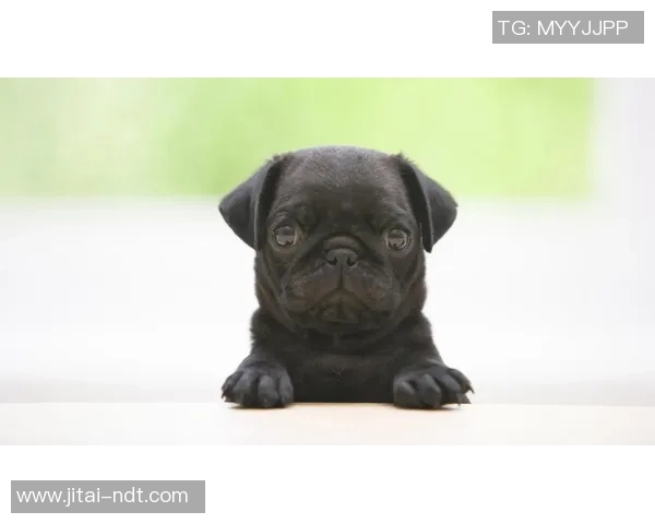 动物足球球星高清大图展现萌态与竞技魅力完美结合的精彩瞬间